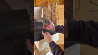 How your roof keeps you dry 👍 #roofing #shingle #stepflashing #learn #building
