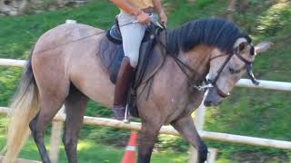 MANA 🐎 YEGUA HISPANO LUSITANA  2018