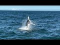 whale watching sydney 悉尼观鲸体验 🐋