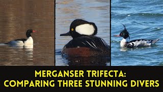 Hooded, Common & Red-Breasted: The Ultimate Merganser Trifecta