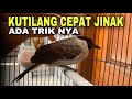 Cara mudah menjinakan burung kutilang