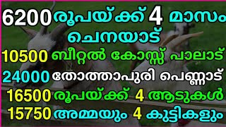 ഫാമിലെ മുഴുവൻ ആടുകളെയും ഒരുമിച്ച് വിൽക്കുന്നു ..അമ്മയാടും 4 മക്കളും .തോത്താപൂരി,5 മലബാറി പെൺകുട്ടികൾ