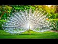 Most Wonderful Wild Birds | Breathtaking Nature | Wonderful Bird Songs | Stress Relief & Healing