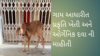 ખાલી 1 કોમેન્ટ કરો જય ગો માતા ગાય આધારીત ખેતી ની માહીતી