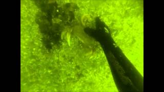 Freediving for crabs in Mukilteo