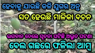 ଘଟିଛି ଅଦ୍ଭୁତ ଘଟଣା ବେଲ ଗଛରେ ଫଳିଛି ଆମ୍ବ by sl tv odia