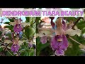 Cuci Mata Melihat Indahnya Dendrobium Tiara Beauty 😍😍