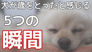 【シニア　犬】愛犬が歳をとったと感じる5つのタイミング【犬を飼うと言う事】