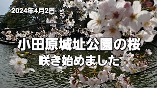 小田原城址公園の桜🌸 咲き始めました(2024年4月2日撮影)