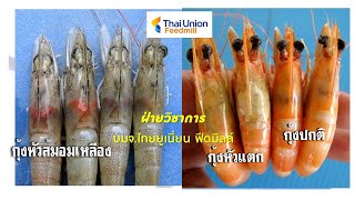 กุ้งหัวสีส้ม ตับส้ม ตับเหลือง ในบ่อ ก่อนจับขาย และปัญหากุ้งหัวแตก หัวระเบิด เกิดจากอะไร