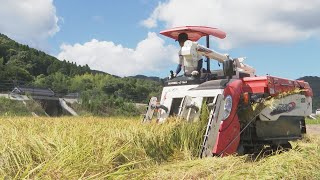 業者ミスで海水流入の水田に早期米実る　作付け断念・等級への影響懸念する農家も　熊本・天草市