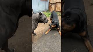 The boys at it again! ( Cane corso vs Rottweiler