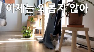 [밴쿠버 Vlog] 이제는 외롭지 않아, 1인가구, 반려동물, 고양이, Canada