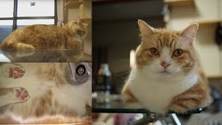 香箱座りのマンチカン菊之助、下から横から正面から～Munchkin Catloaf Looking up bottom