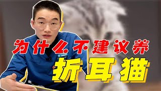 为什么不建议养折耳猫？可爱背后的真相有多残忍！