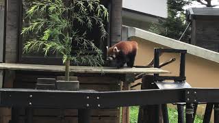 レッサーパンダの風太くん　元気です！　千葉市動物公園