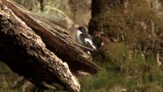 Svart hvit fluesnapper European pied flycatcher Svartvit flugsnappare Ficedula hypoleuca