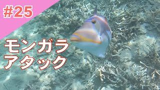 #25【奄美の海】ムラサメモンガラに威嚇される　Attack of triggerfish【Amami】