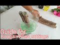 Guide on how to propagate Big stem cuttings of bougainvillea without ICU Methods.