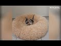 adorable cornish rex compilation