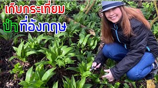 เก็บกระเทียมป่าที่อังกฤษข้างคลองน้ำ Picking wild garlic 🧄🧄EP3.