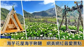 直擊2022竹子湖海芋季搶先看　乾地濕地花況盛開超乎期待 2022 Taipei Calla Flower Show at Bamboo Lake Yangmingshan