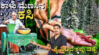 Use these skills to grow pepper effectively | Experience information | Pepper farming | Quick Yield