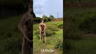 Gym Karu 🤣🤣 #funny #comedy