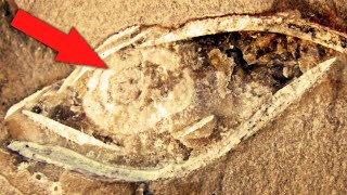 This Find of Archaeologists is 380 million years old! It belongs to a living organism