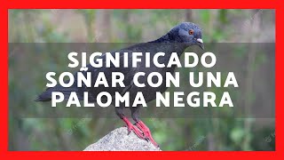 ▶️ QUÉ SIGNIFICA SOÑAR CON UNA PALOMA NEGRA 2023 ✅ SIGNIFICADO SOÑAR CON PALOMA OSCURA