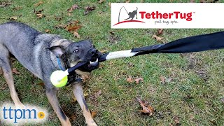 Puppies Review the Easy Tug Toy for Dogs and Attachments from Tether Tug!