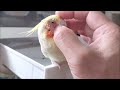 みにくいオカメの子　副鼻腔炎発症から２年　大切な家族　【きなこのお父さんのhow to bird】オカメインコと愉快な仲間たち