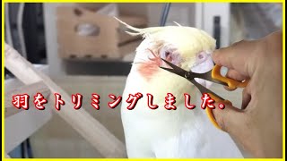 みにくいオカメの子　副鼻腔炎発症から２年　大切な家族　【きなこのお父さんのHOW TO BIRD】オカメインコと愉快な仲間たち