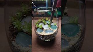 シーグラスを使って苔テラリウムを作ったよ　#shorts #苔テラリウム　#terrarium #mossterrarium #シーグラス　#seaglass