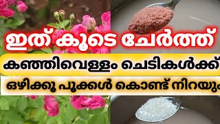 3 Ways to make Rice Fertilizer for plants l flowering booster l Lincys Link l Garden Tips