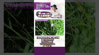 【虫の音ASMR】鳴く虫の王者！！ガチャガチャ♪クツワムシ登場！マツムシとクツワムシの採集方法！#shorts