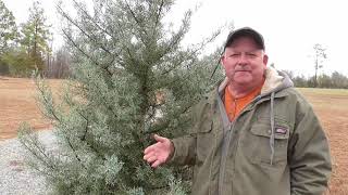 How to Propagate Arizona Cypress?