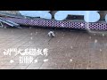 法鬥犬訓練