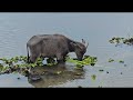 thailand thale noi chaloem phrakiat s 80th birthday bridge