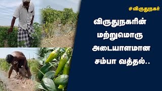 விருதுநகரின் மற்றுமொரு அடையாளமான சம்பா வத்தல்..