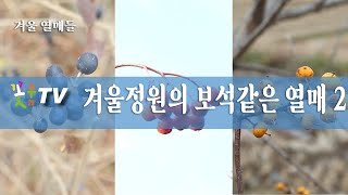 17 겨울정원의 보석같은열매2#한국자생화  #12월에 피는 꽃# 겨울에 피는 꽃#한국야생화 #아름다운 열매#정원수추천#조경수추천#정원관리#garden #gardening