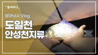 처음 가본 곳 도일천에서 붕어낚시 월척붕어 손맛 보고 왔습니다