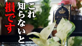 観葉植物を普通に買ったら勿体ない理由【ポトス】