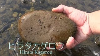 川魚釣りに最高の餌、 川虫確認ヒラタカゲロウ・ヘビトンボ・ヒラタドロムシ・カワゲラ国連昆虫食 Japanese river