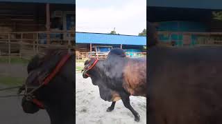 Sahiwal Bull from Taz Cattle Ranch