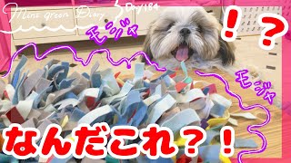 【シーズー】室内遊びの救世主！ノーズワークマットで楽しくストレス発散する子犬！【184日目】