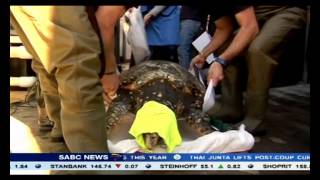 Big turtle washed ashore at Yzerfontein on the West Coast.