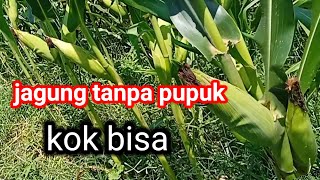 Akibat tidak dipupuk.