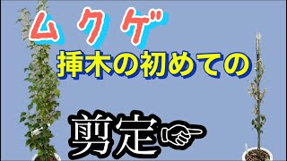 ムクゲ挿木　初めての剪定