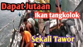 Nelayan Menangkap ikan Tangkolok||Nelayan Tuban